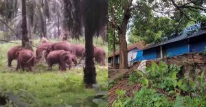 ലയങ്ങളിലേക്ക് കയറി വരുന്ന ആനകള്; ഉറക്കം നഷ്ടപ്പെട്ട് തൊഴിലാളികള് ലയങ്ങളിലേക്ക് കയറി വരുന്ന ആനകള്; ഉറക്കം നഷ്ടപ്പെട്ട് തൊഴിലാളികള്